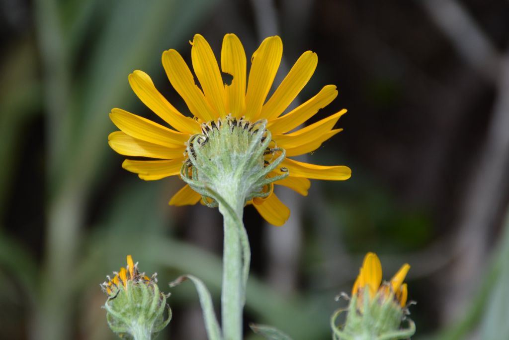 Senecio doronicum / Senecione mezzano